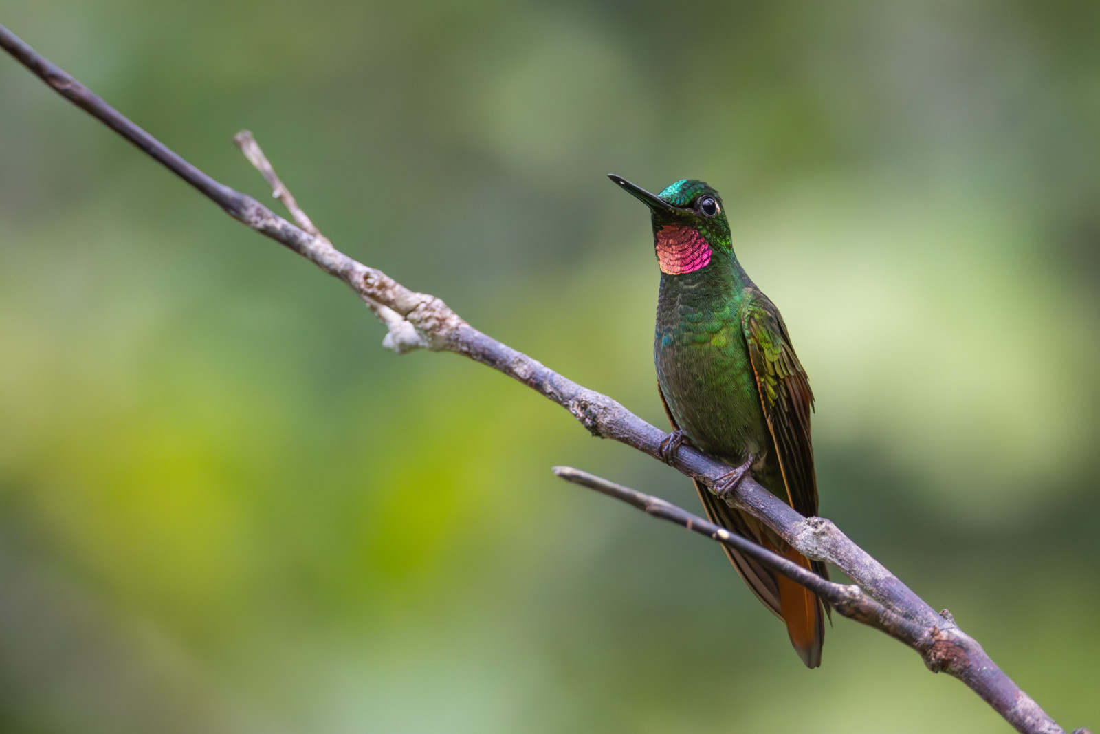 image Brazilian Ruby